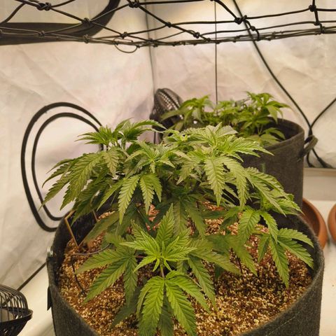 Blueberry Cupcake  growlog timeline photo