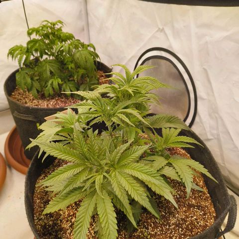 Jelly Donutz growlog timeline photo
