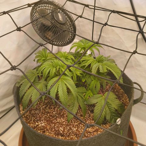 Broadway Runtz #1 growlog timeline photo