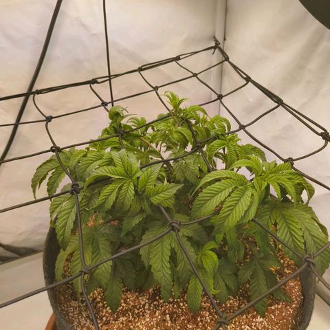 Broadway Runtz #2 growlog timeline photo