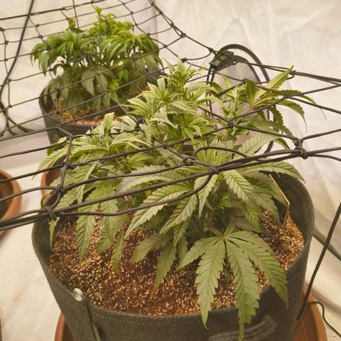 Jelly Donutz growlog timeline photo