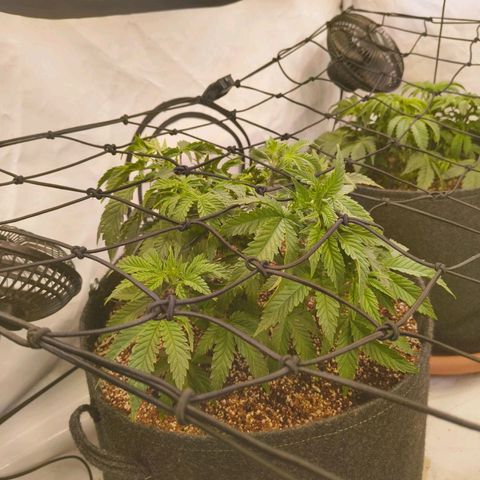 Blueberry Cupcake  growlog timeline photo