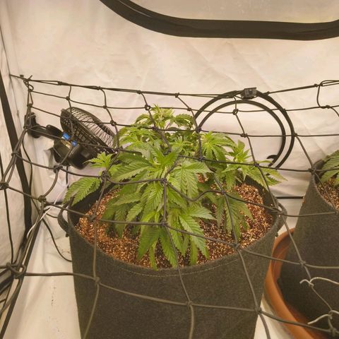 Blueberry Cupcake  growlog timeline photo