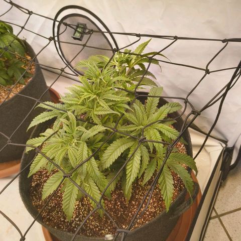 Jelly Donutz growlog timeline photo