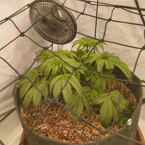 Broadway Runtz #1 growlog timeline photo