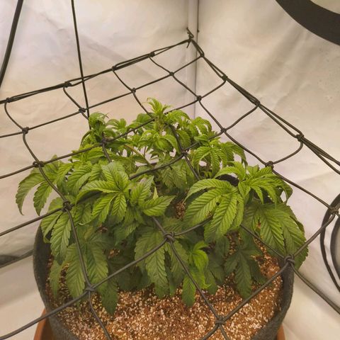 Broadway Runtz #2 growlog timeline photo