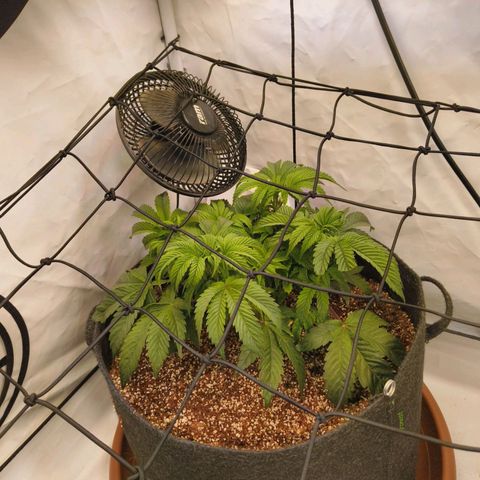Broadway Runtz #1 growlog timeline photo