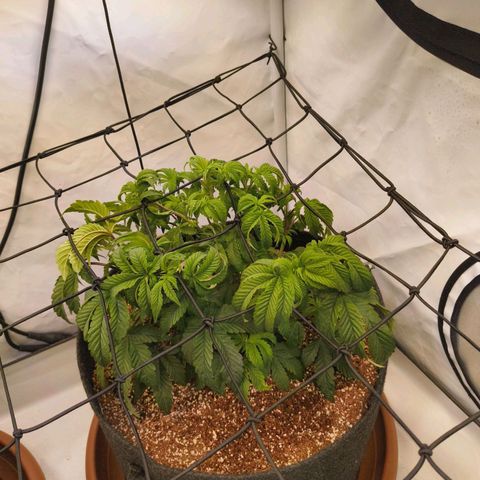 Broadway Runtz #2 growlog timeline photo