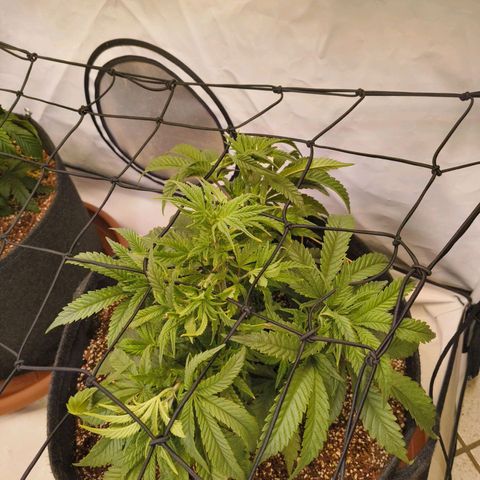 Jelly Donutz growlog timeline photo