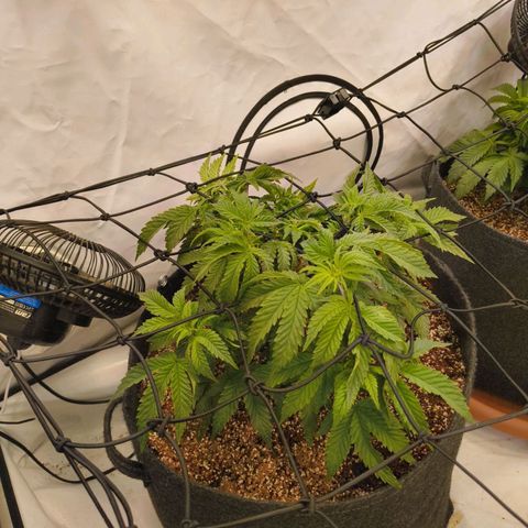 Blueberry Cupcake  growlog timeline photo