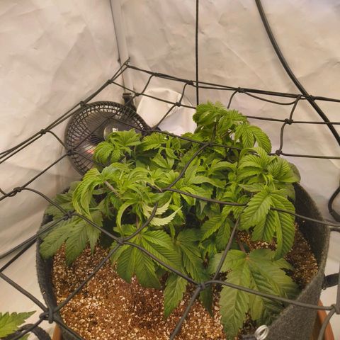 Broadway Runtz #1 growlog timeline photo