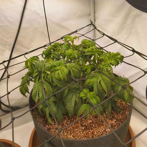 Broadway Runtz #2 growlog timeline photo