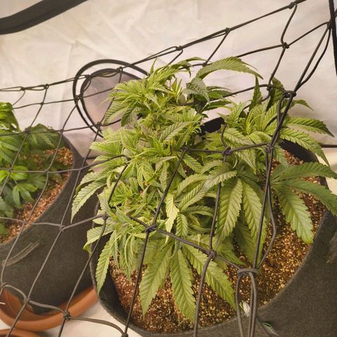 Jelly Donutz growlog timeline photo