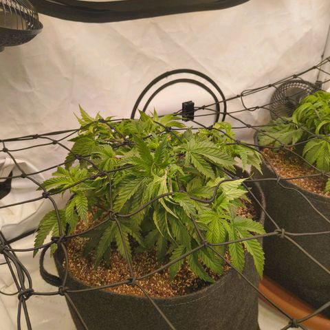 Blueberry Cupcake  growlog timeline photo