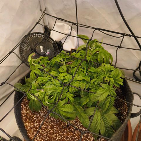 Broadway Runtz #1 growlog timeline photo