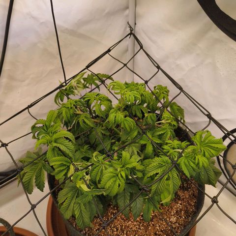 Broadway Runtz #2 growlog timeline photo