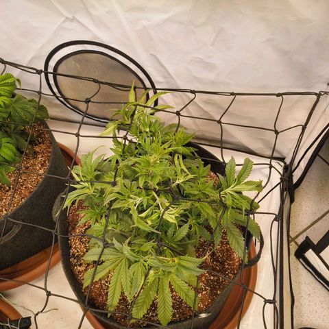Jelly Donutz growlog timeline photo