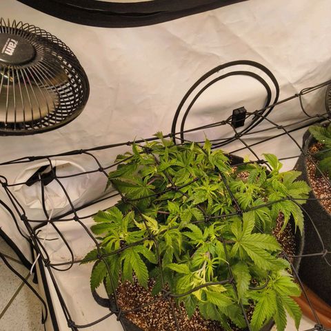 Blueberry Cupcake  growlog timeline photo