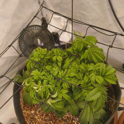 Broadway Runtz #1 growlog timeline photo