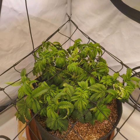 Broadway Runtz #2 growlog timeline photo