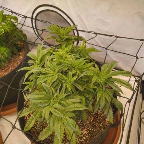 Jelly Donutz growlog timeline photo