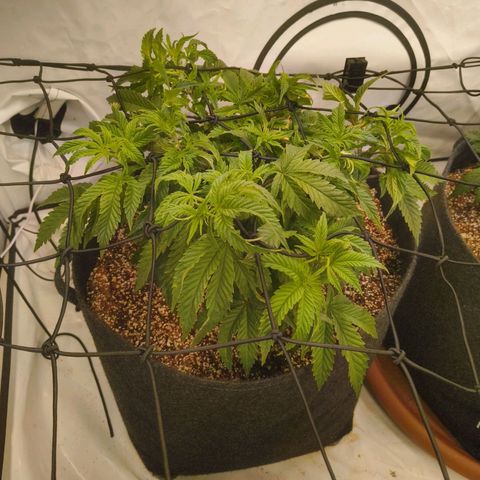 Blueberry Cupcake  growlog timeline photo