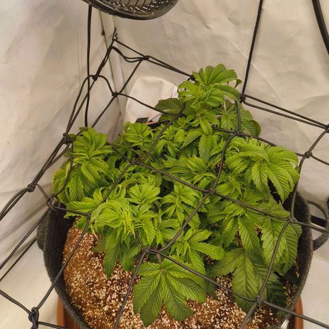 Broadway Runtz #1 growlog timeline photo