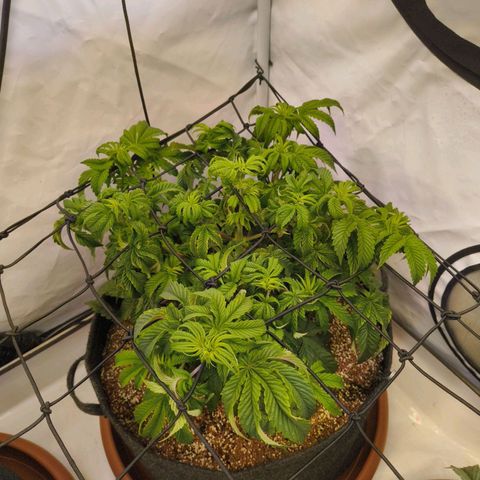 Broadway Runtz #2 growlog timeline photo
