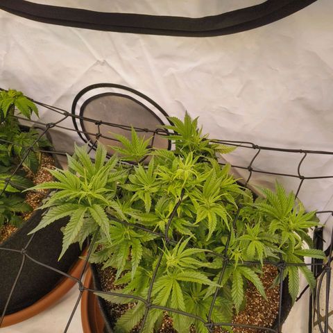 Jelly Donutz growlog timeline photo