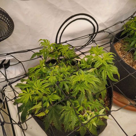 Blueberry Cupcake  growlog timeline photo