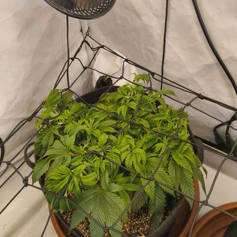 Broadway Runtz #1 growlog timeline photo