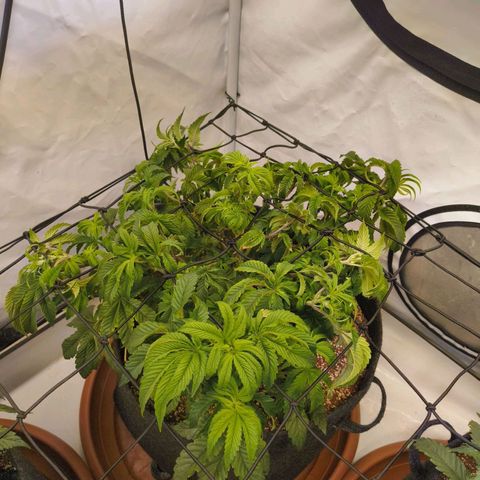Broadway Runtz #2 growlog timeline photo