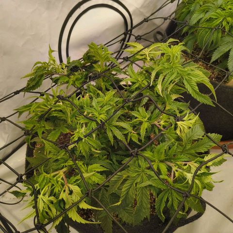 Blueberry Cupcake  growlog timeline photo