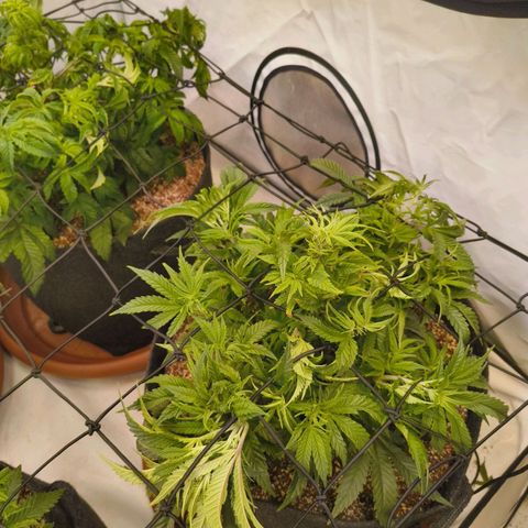 Jelly Donutz growlog timeline photo