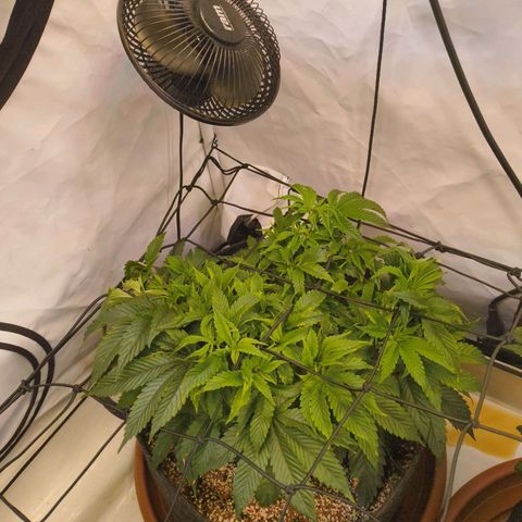 Broadway Runtz #1 growlog timeline photo