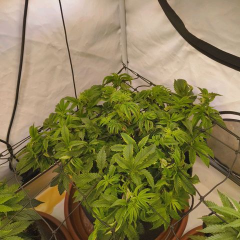 Broadway Runtz #2 growlog timeline photo
