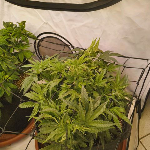 Jelly Donutz growlog timeline photo