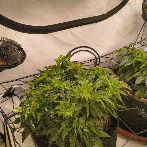 Blueberry Cupcake  growlog timeline photo