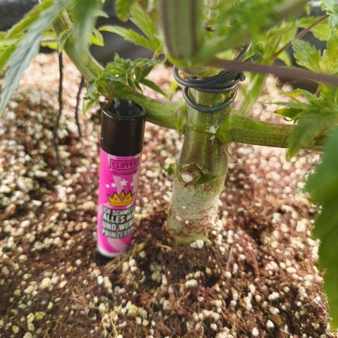 Blueberry Cupcake  growlog timeline photo