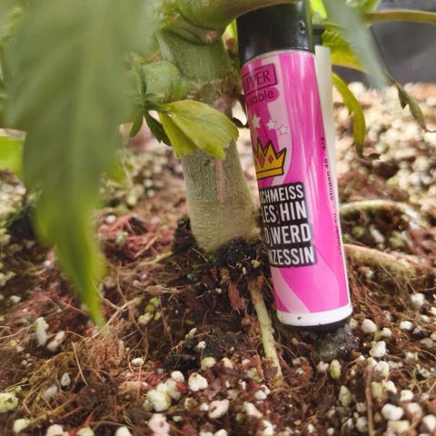 Jelly Donutz growlog timeline photo