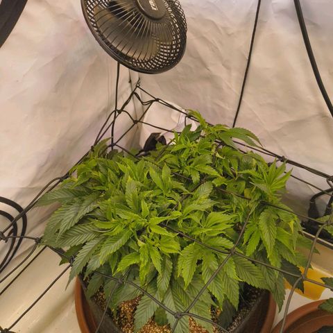 Broadway Runtz #1 growlog timeline photo