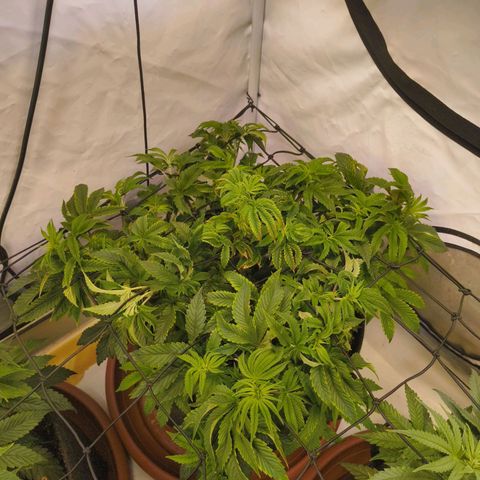 Broadway Runtz #2 growlog timeline photo