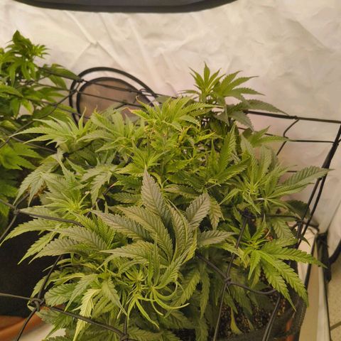 Jelly Donutz growlog timeline photo