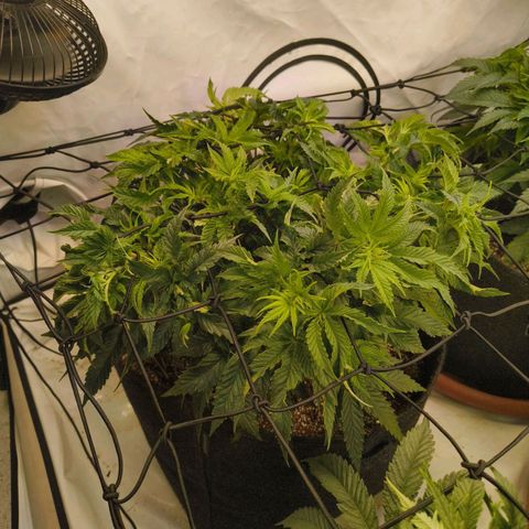 Blueberry Cupcake  growlog timeline photo
