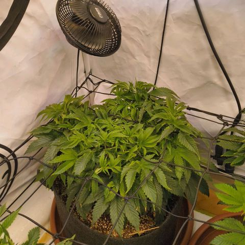Broadway Runtz #1 growlog timeline photo