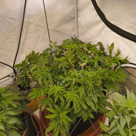 Broadway Runtz #2 growlog timeline photo