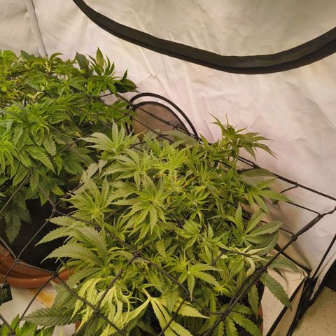 Jelly Donutz growlog timeline photo