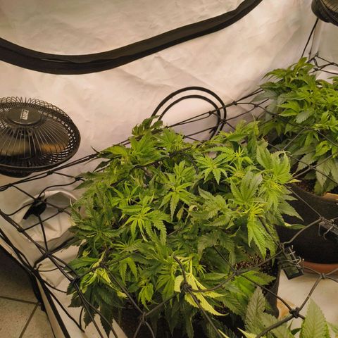 Blueberry Cupcake  growlog timeline photo