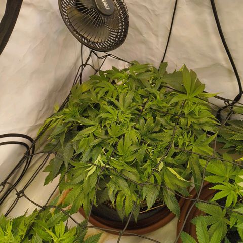 Broadway Runtz #1 growlog timeline photo