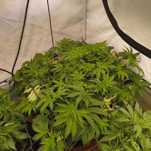 Broadway Runtz #2 growlog timeline photo